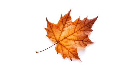 Fototapeta premium Autumn leaves on an isolated white background.
