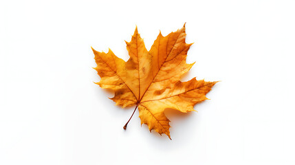 Fototapeta premium Autumn leaves on an isolated white background.