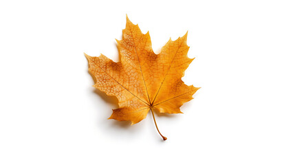 Fototapeta premium Autumn leaves on an isolated white background.