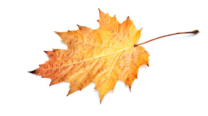 Fototapeta premium Autumn leaves on an isolated white background.