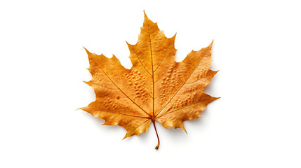 Fototapeta premium Autumn leaves on an isolated white background.