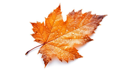 Fototapeta premium Autumn leaves on an isolated white background.