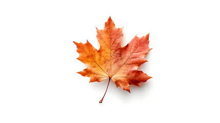 Fototapeta premium Autumn leaves on an isolated white background.