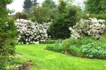 Background, blossom and summer with flowers in garden of home for botany, cultivation or...
