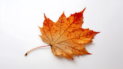 Autumn leaves on an isolated white background.