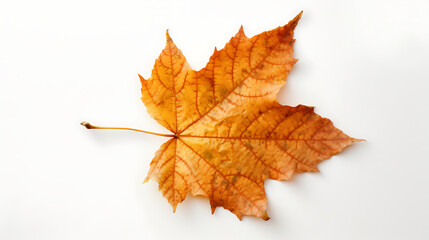 Fototapeta premium Autumn leaves on an isolated white background.