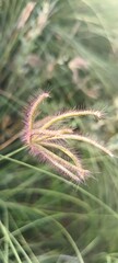 grass and flowers