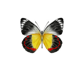 Watercolor colorful butterflies, isolated on white background. brown, yellow and red butterfly spring