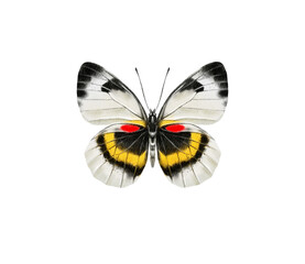Watercolor colorful butterflies, isolated on white background. brown, yellow and red butterfly spring