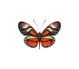 Watercolor colorful butterflies, isolated on white background. brown, yellow and red butterfly spring