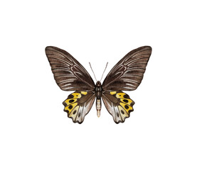 Watercolor colorful butterflies, isolated on white background. brown, yellow and red butterfly spring