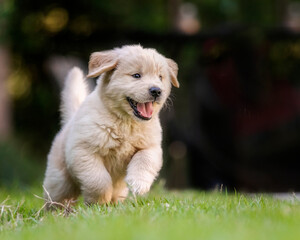 Golden Retriever Puppy Playing Outside