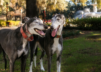 Two greyhounds interacting