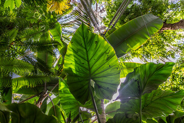 Lush foliage and tropical leaves backlit in a large botanical greenhouse