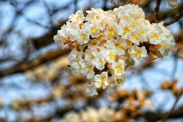 Flower, ipe tree, spring, nature, brazil, parana, londrina, tree is life, beauty of nature.
Flor, arvore de ipe, primavera, natureza, brasil, parana, londrina, arvore é vida, beleza da natureza 