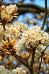 Flower, ipe tree, spring, nature, brazil, parana, londrina, tree is life, beauty of nature.
Flor, arvore de ipe, primavera, natureza, brasil, parana, londrina, arvore é vida, beleza da natureza 