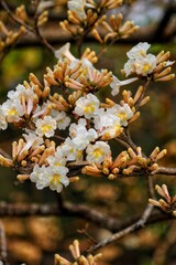 Flower, ipe tree, spring, nature, brazil, parana, londrina, tree is life, beauty of nature.
Flor, arvore de ipe, primavera, natureza, brasil, parana, londrina, arvore é vida, beleza da natureza 