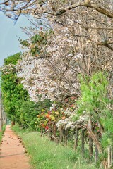 Flower, ipe tree, spring, nature, brazil, parana, londrina, tree is life, beauty of nature.
Flor, arvore de ipe, primavera, natureza, brasil, parana, londrina, arvore é vida, beleza da natureza 