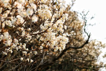 Flower, ipe tree, spring, nature, brazil, parana, londrina, tree is life, beauty of nature.
Flor, arvore de ipe, primavera, natureza, brasil, parana, londrina, arvore é vida, beleza da natureza 