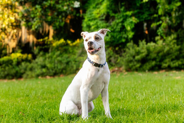 White friendly pit mix  in green grass