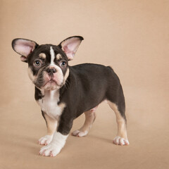 Black and white french bulldog  puppy looking nervously at camera