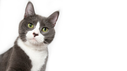 Fototapeta premium Grey and white cat on white background