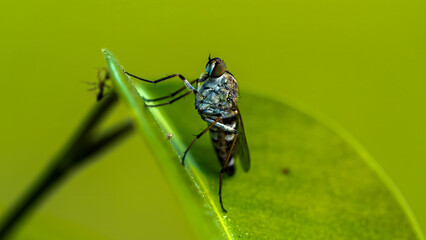 The body size of forest mosquitoes is larger than the average mosquito., fly on leaf
