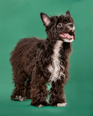 small black dog on isolated studio background