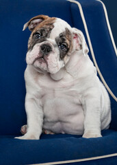 English Bulldog Puppy in Blue Chair