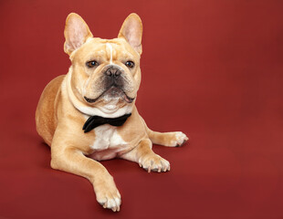 Obraz premium French Bulldog on red background hanging out