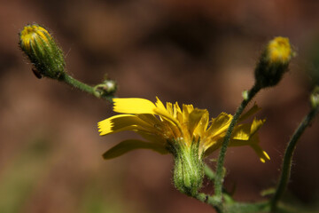 Wall hawkweed ( Hieracium murorum ) blossom close-up with yellow ray florets and sticky glandular...