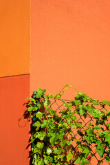 Enredadera en valla junto a pared naranja