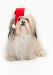 Shih Tzu wearing Santa hat