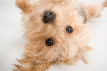 Playful terrier on her back