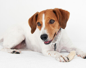 Beagle laying down with head up on high key white background