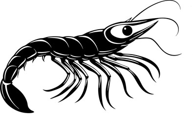 illustration of shrimp