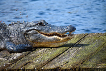 Florida Alligator on Dock