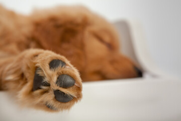 Sleeping dog with outstretched paw