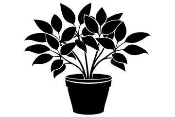 plant in a pot