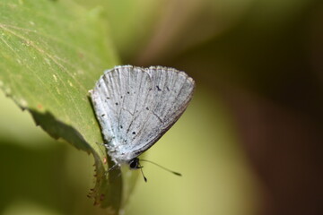 Holly blue butterfly (Celastrina Argiolus 