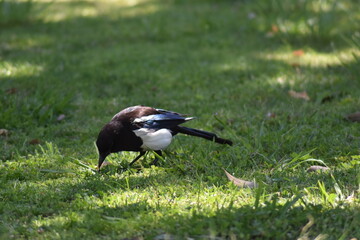 Baby magpie hunting for worms in the grass