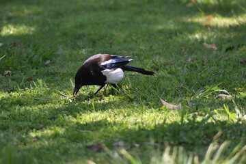 Baby magpie hunting for worms in the grass