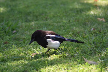 Baby magpie hunting for worms in the grass