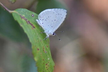 Holly blue butterfly (Celastrina Argiolus 
