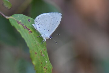 Holly blue butterfly (Celastrina Argiolus 