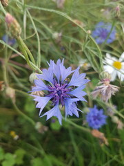 Cornflower