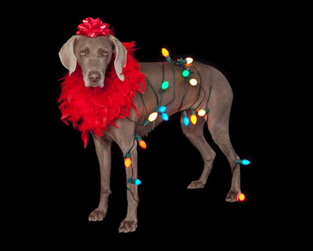 recommend clip art: Weimaraner wrapped in multi color christmas lights
