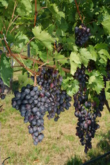 Close-up of a blue grape hanging in a vineyard
