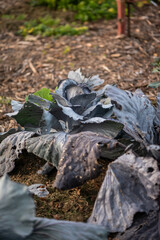 Garten im Herbst, Rotkohl anbauen