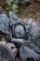 Garten im Herbst, Rotkohl anbauen